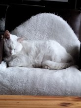 Foto di Gaetan