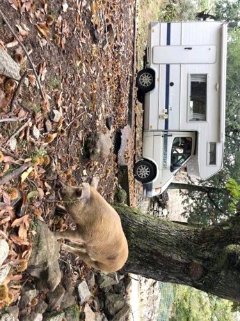 Rental Coachbuilt RV